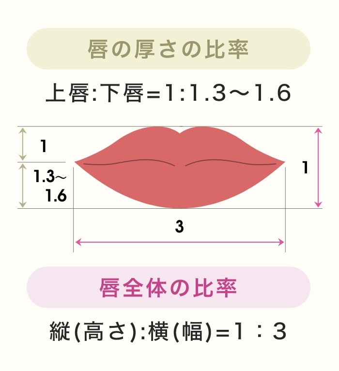 唇の厚さの比率「上唇:下唇=1:1.3～1.6」 唇全体の比率「縦(高さ):横(幅)=1:3」